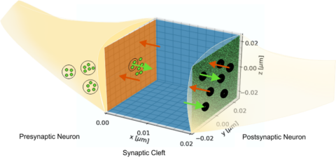 Towards entry "The Role of Molecule Spillover in Multi-Synapse Molecular Communication"