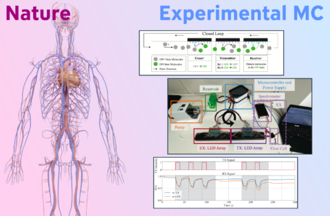 Zum Artikel "Experimental Investigation of Molecular Communication in Branched Pipe Systems"